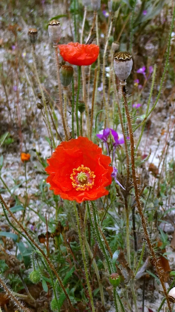 Papaver Rhoeas