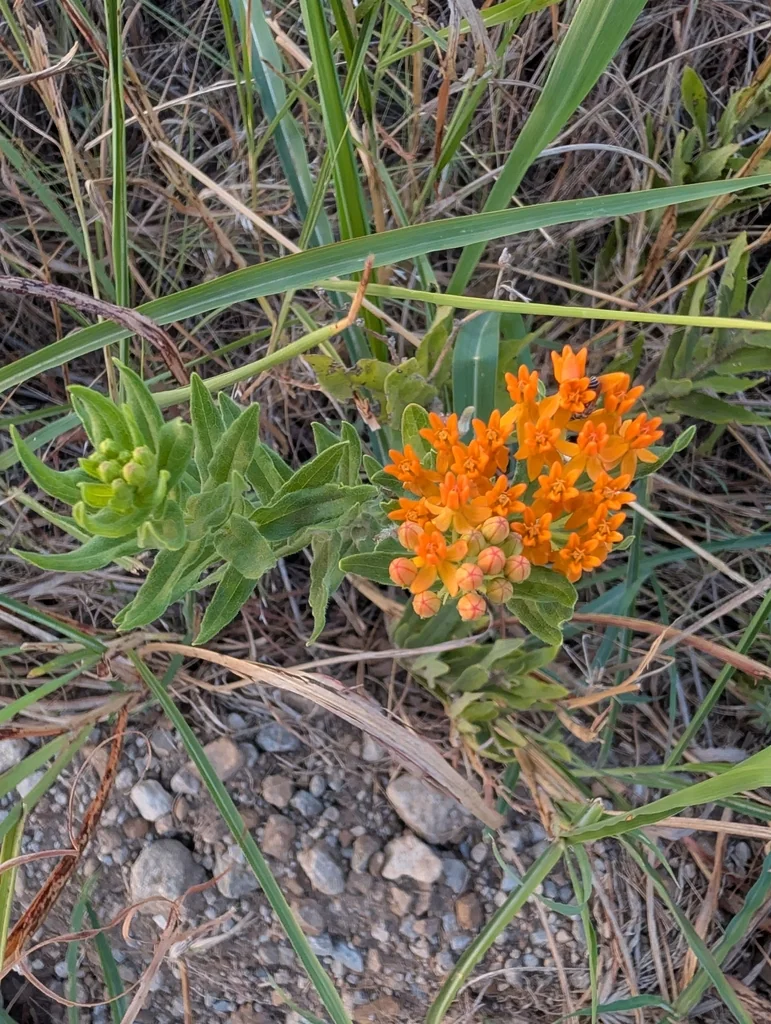 Asclepias Tuberosa