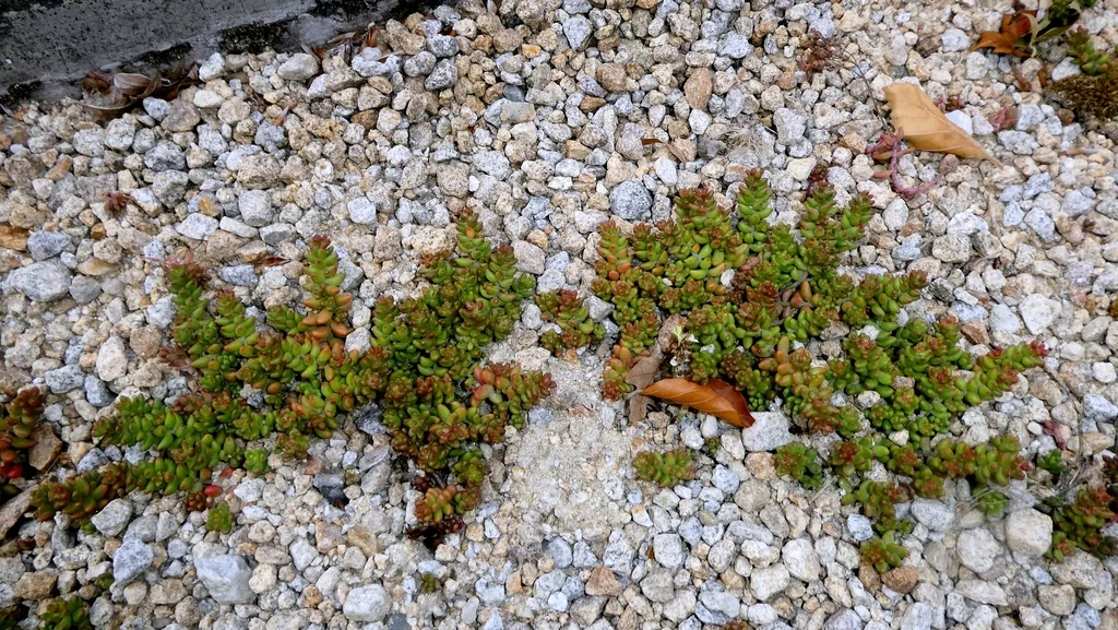 Sedum Album