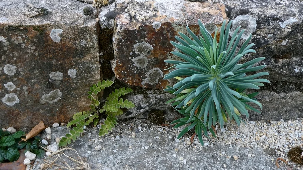 Euphorbia Characias