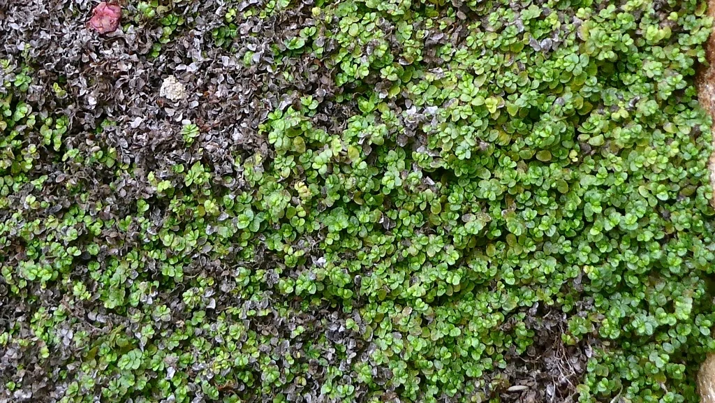 Soleirolia Soleirolii