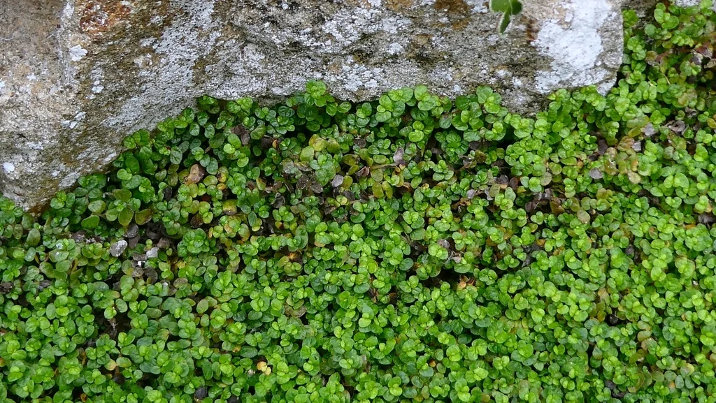 Soleirolia Soleirolii
