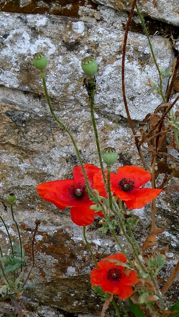 Papaver Rhoeas