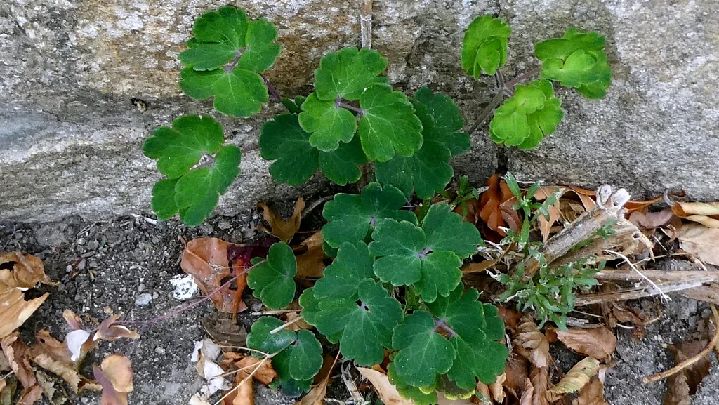 Aquilegia Vulgaris
