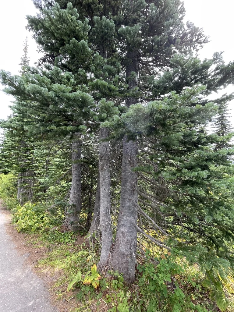 Abies Lasiocarpa