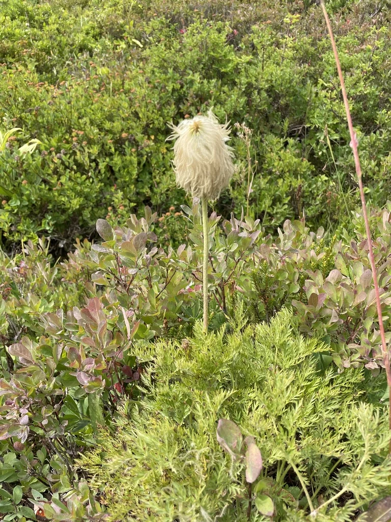 Anemone Occidentalis