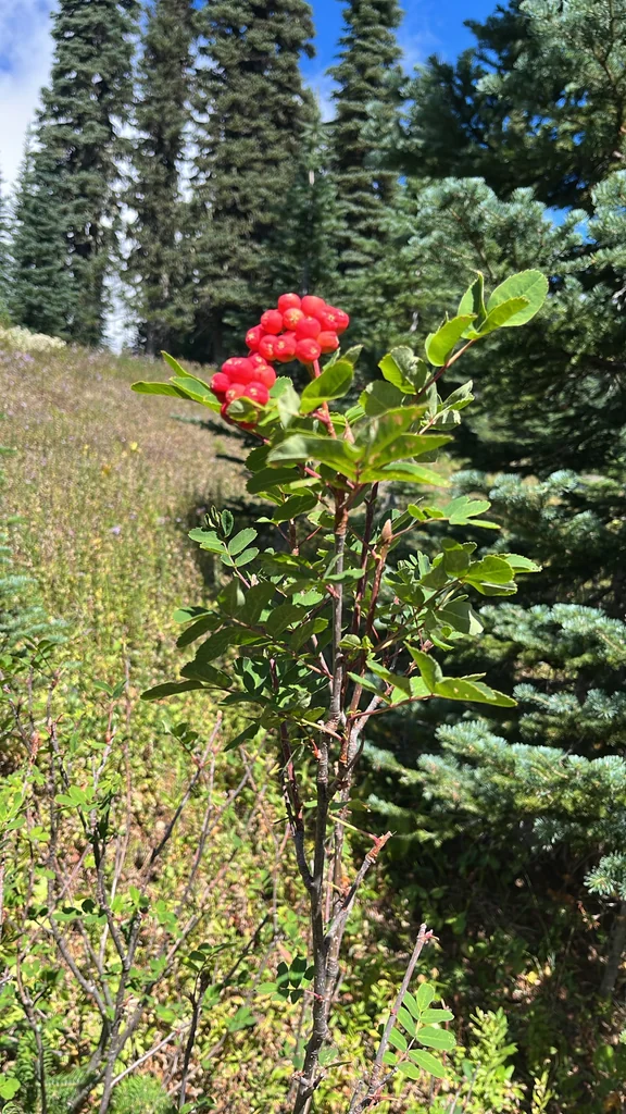 Sorbus Sitchensis
