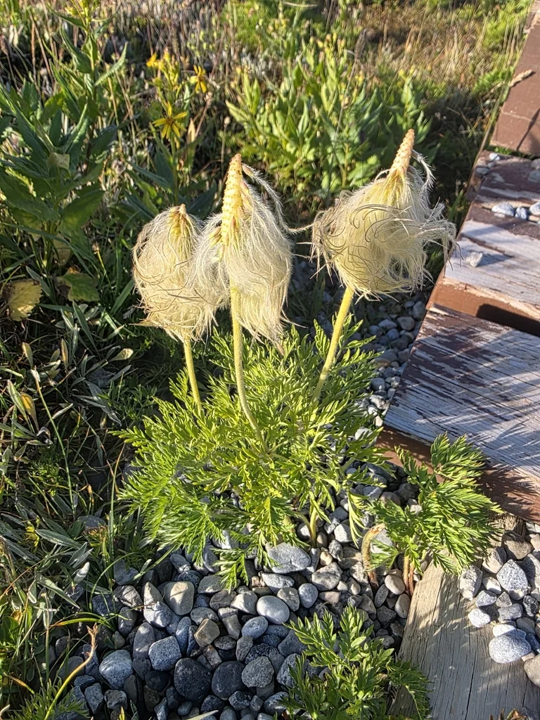 Anemone Occidentalis