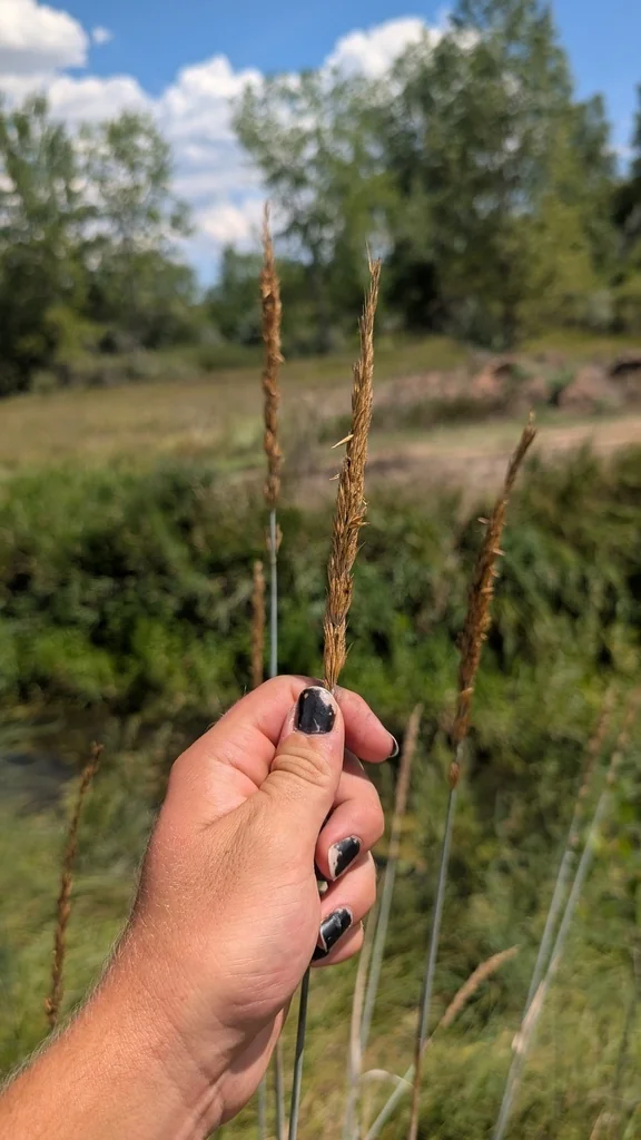 Leymus Cinereus