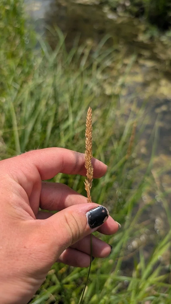 Phalaris Arundinacea Picta