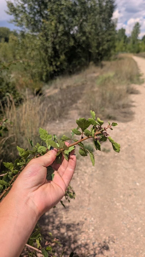 Rhus trilobata