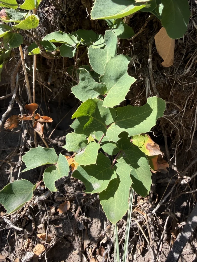 Mahonia Repens