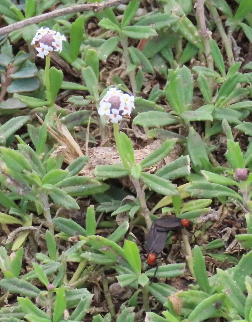 Lippia Nodiflora
