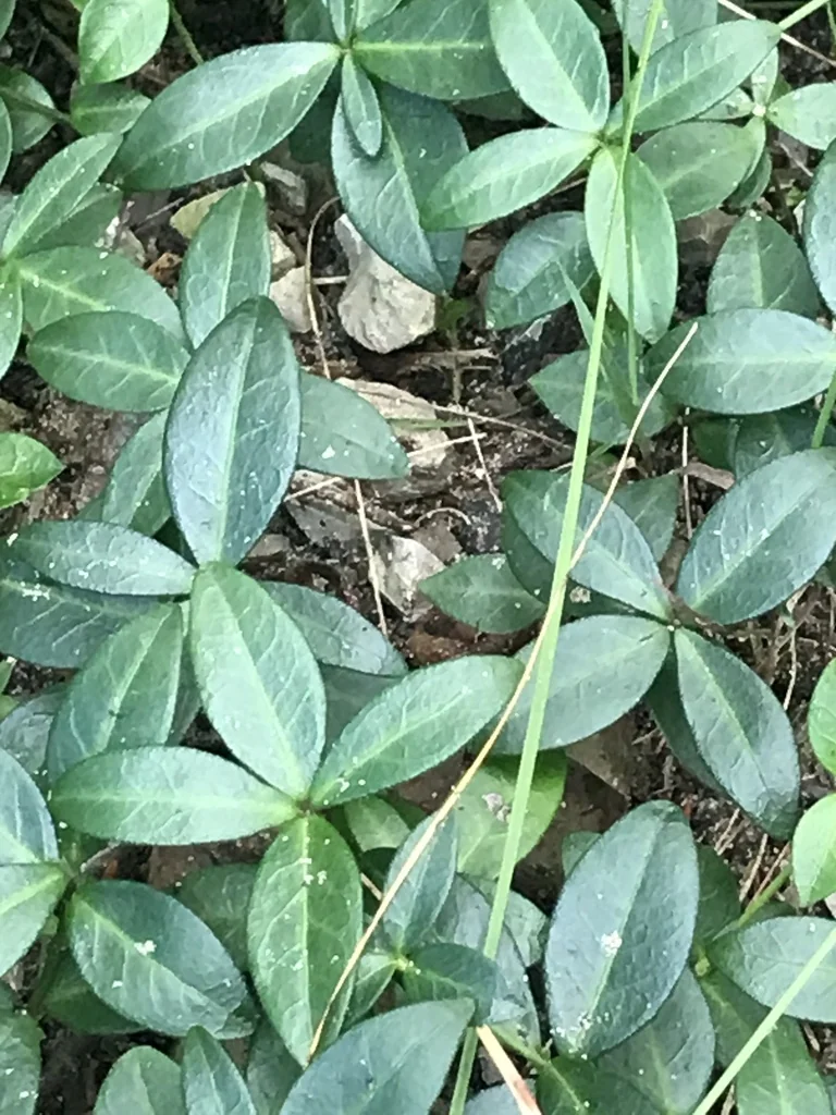 Vinca Minor