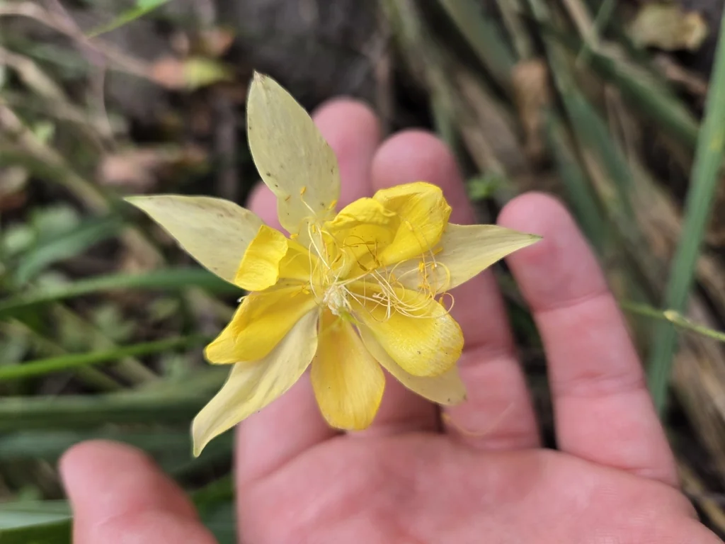 Aquilegia Chrysantha