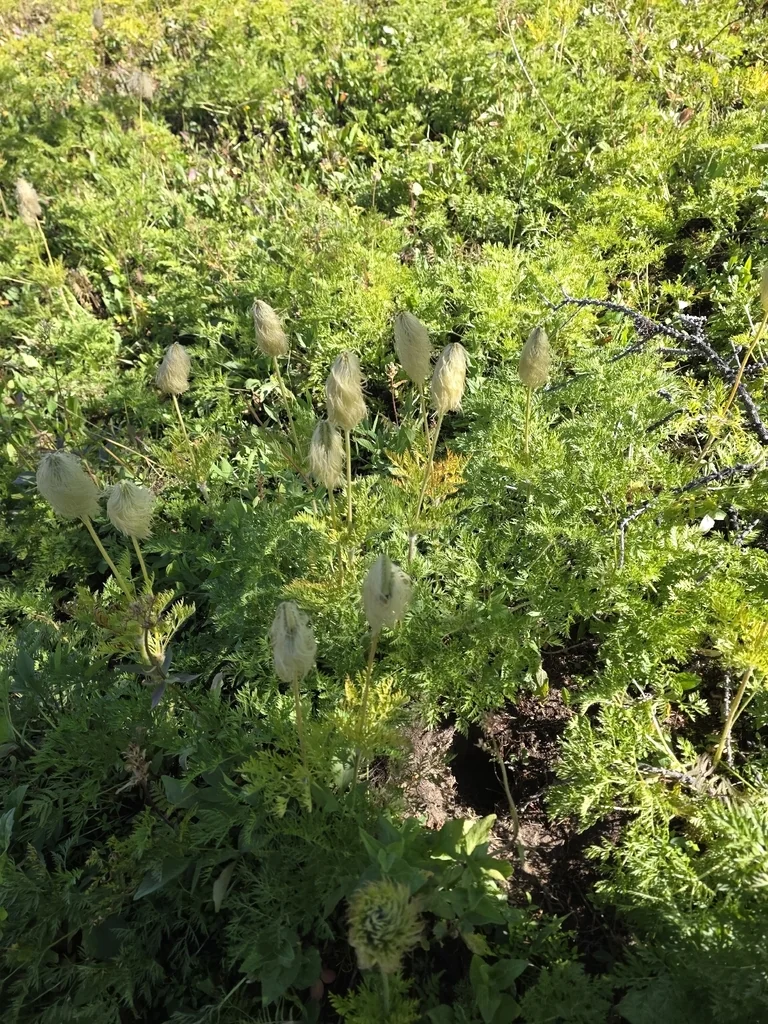 Anemone Occidentalis
