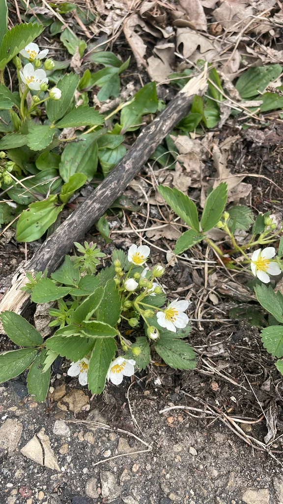 Fragaria Virginiana