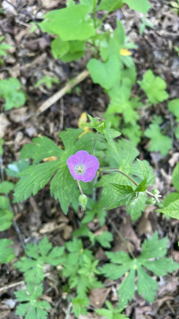 Geranium Maculatum