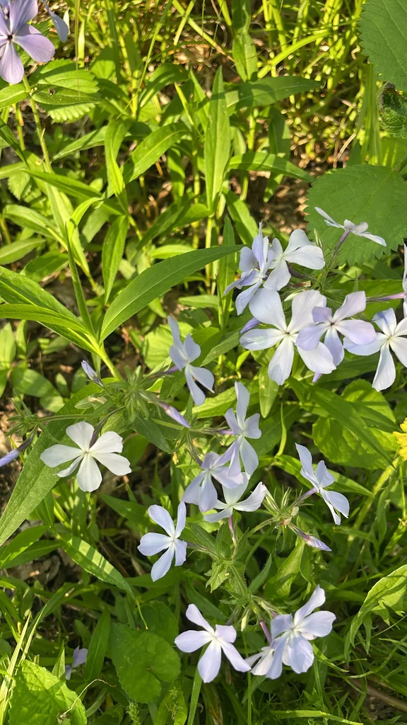 Phlox Divaricata