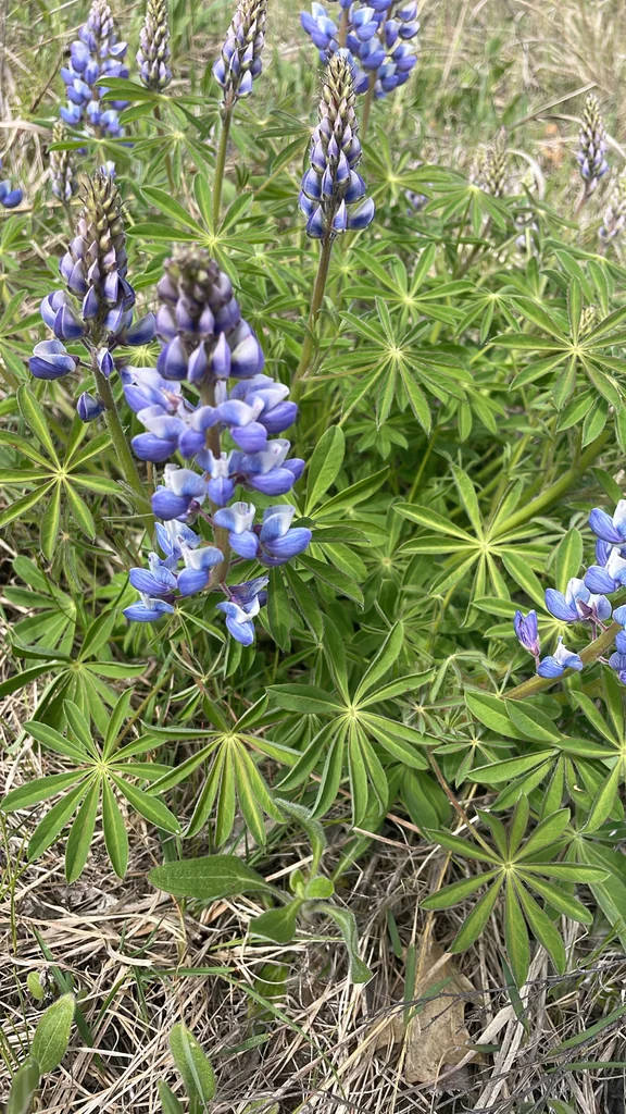 Lupinus Perennis
