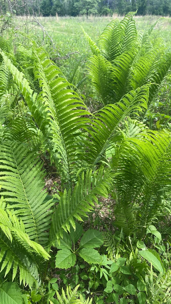 Matteuccia Struthiopteris