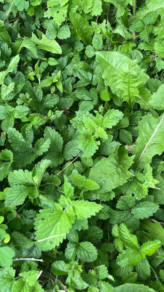Duchesnea Indica