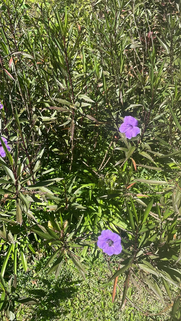 Ruellia Brittoniana