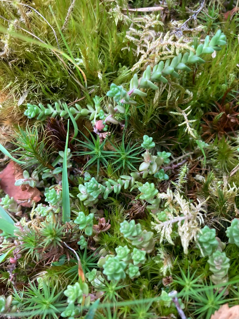 Sedum Anglicum