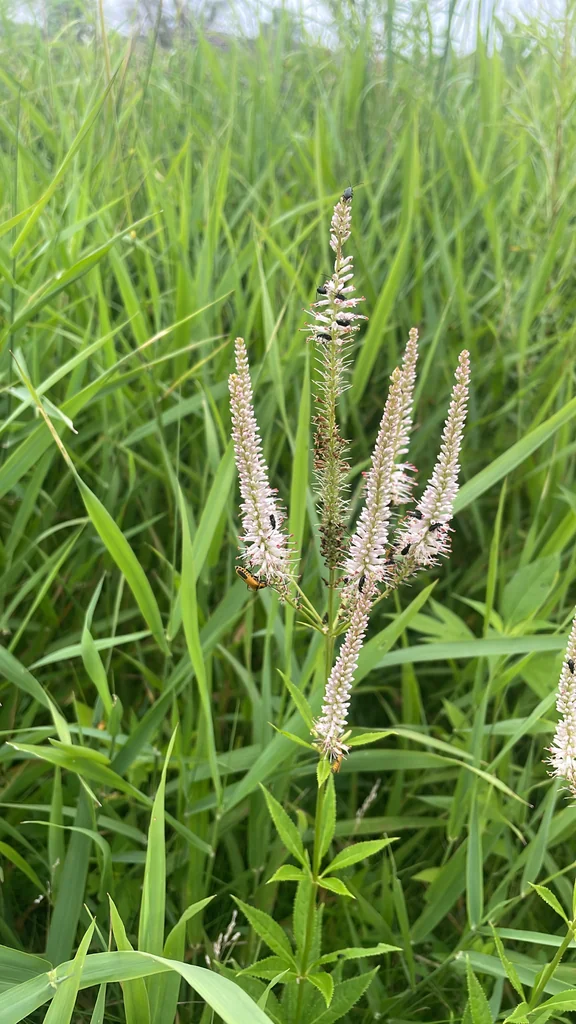 Veronicastrum Virginicum