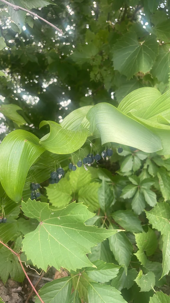 Polygonatum Biflorum