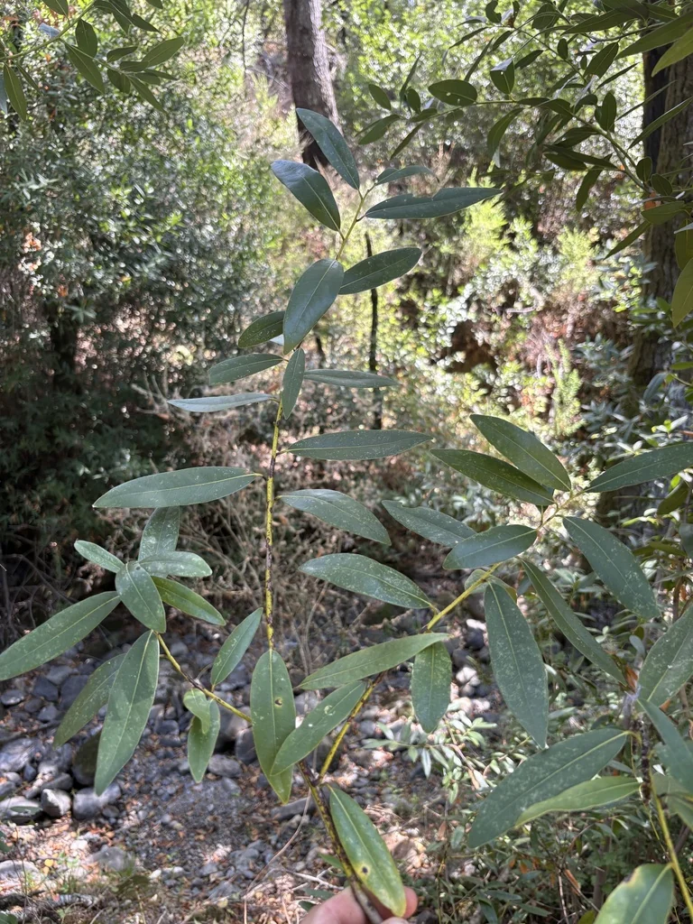 Umbellularia Californica