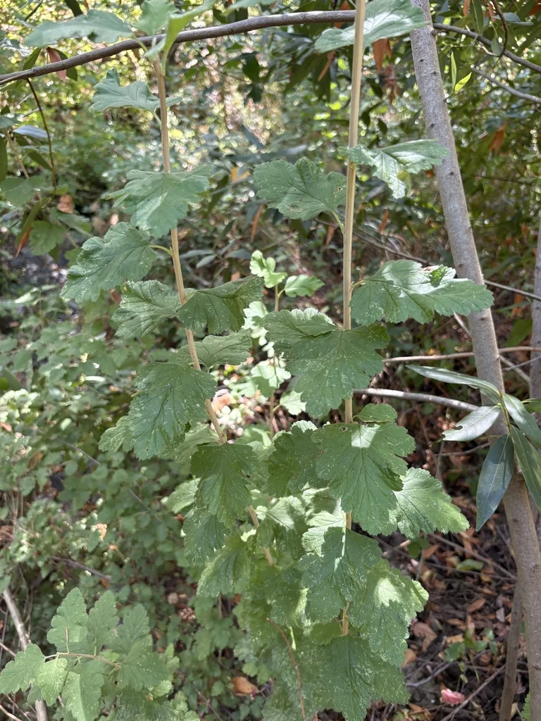 Holodiscus Discolor