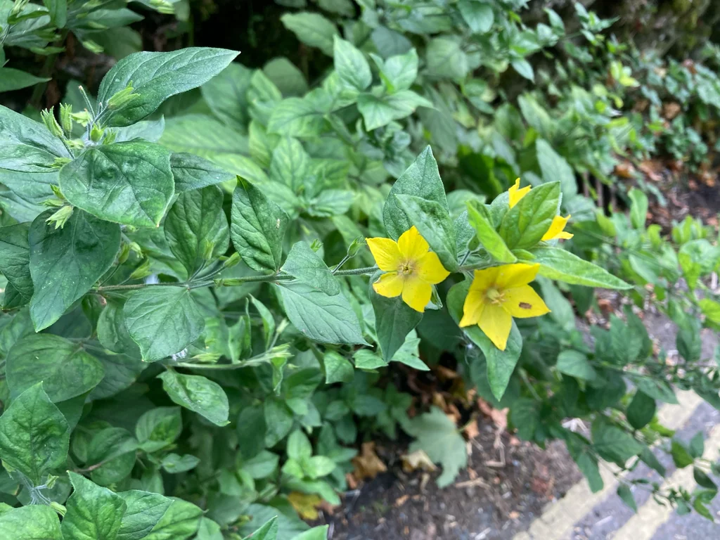 Lysimachia Punctata