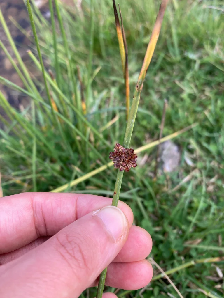 Juncus effusus