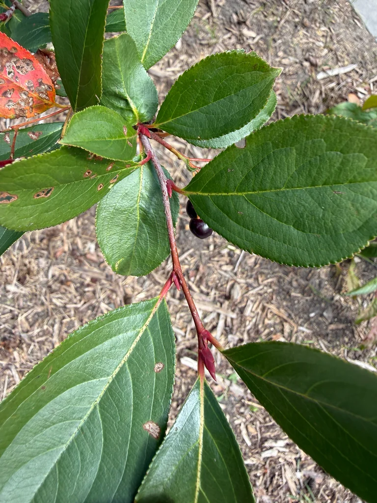 Aronia melanocarpa
