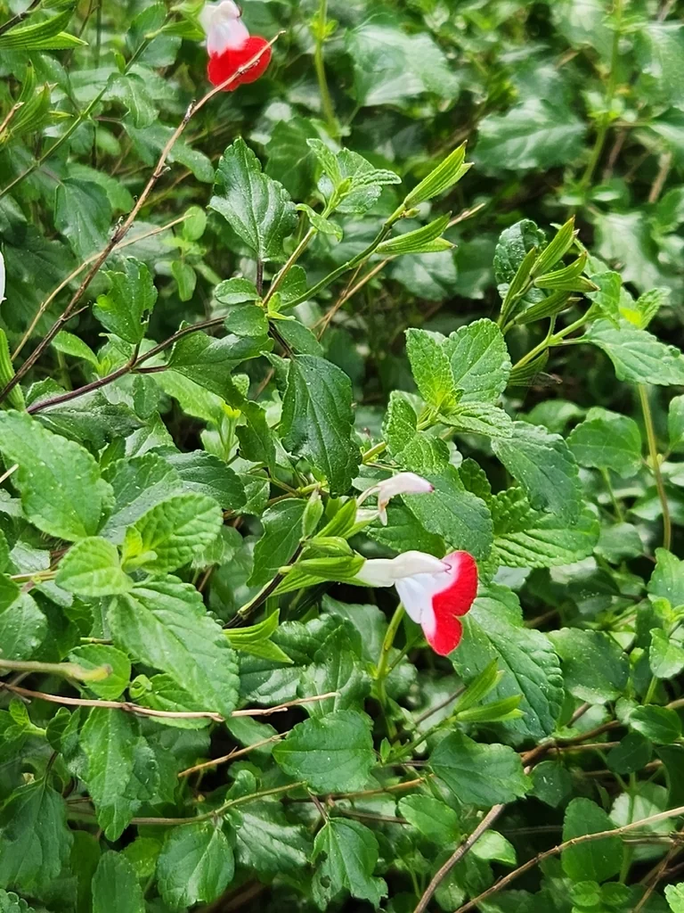 Salvia Microphylla