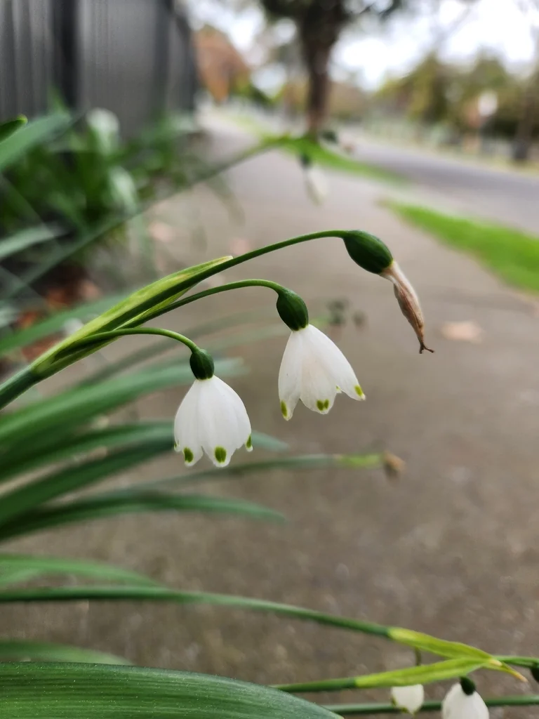 Leucojum Aestivum