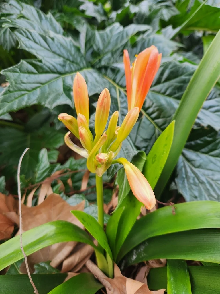 Clivia Miniata