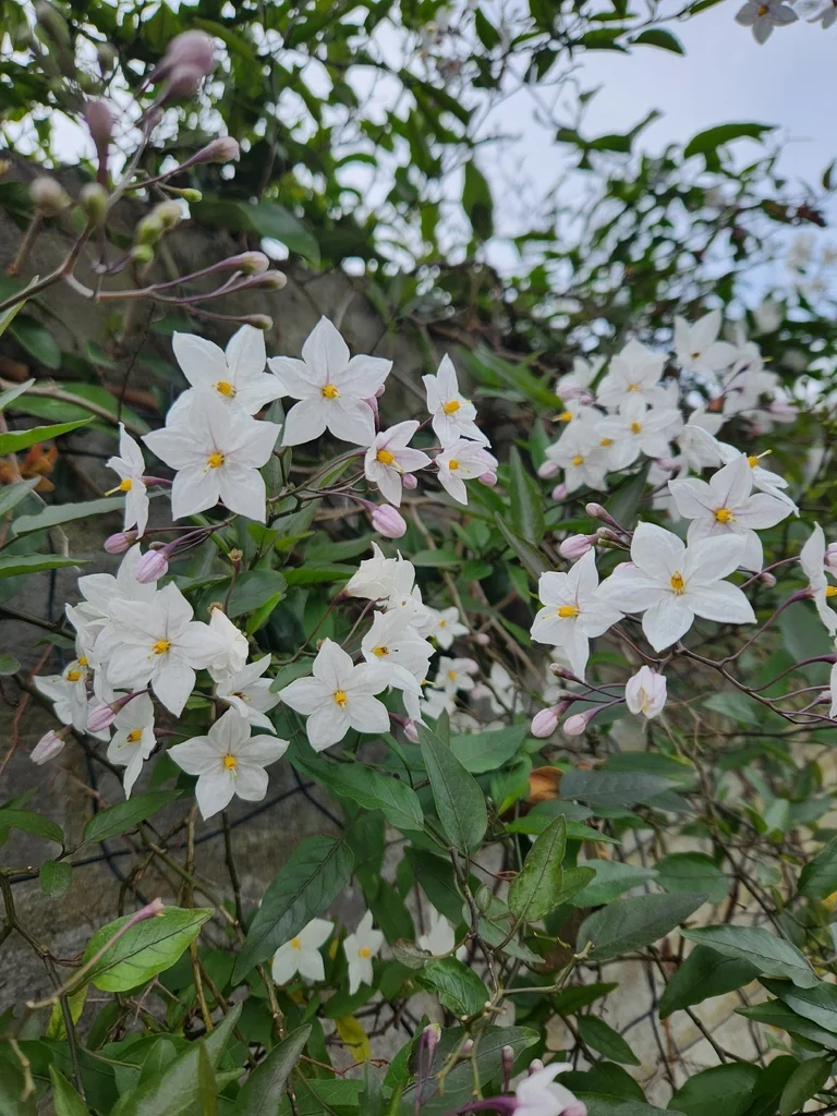 Solanum Laxum