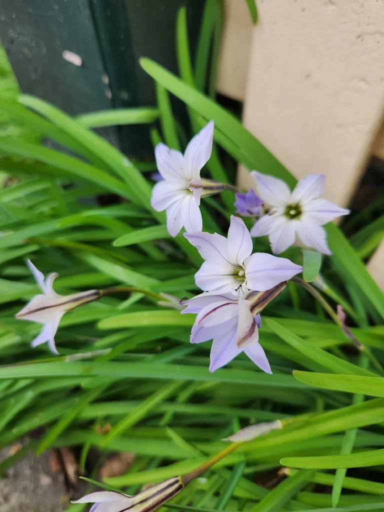 Ipheion Uniflorum