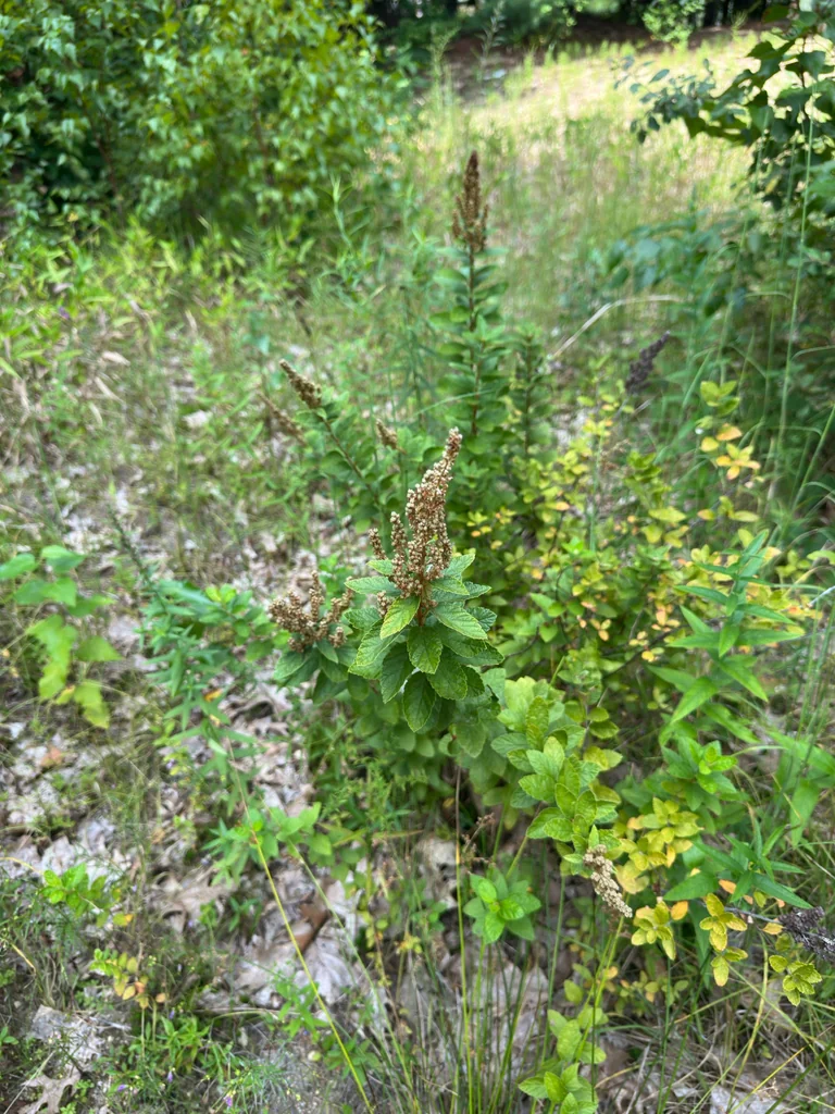 Spiraea Tomentosa