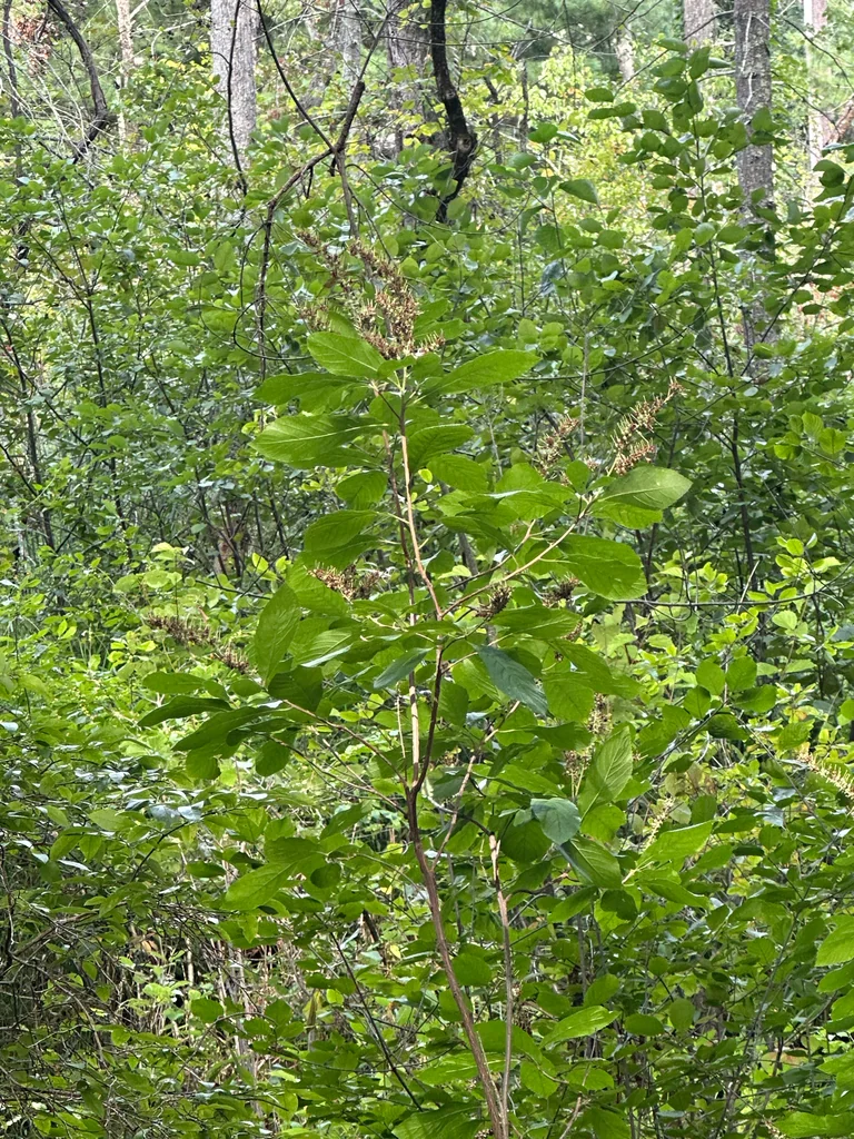 Clethra Alnifolia