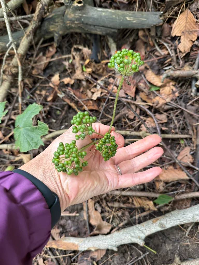 Allium Tricoccum