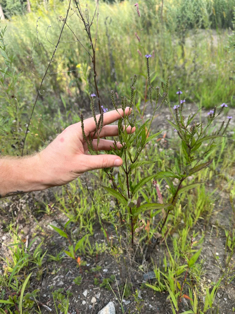 Verbena Hastata