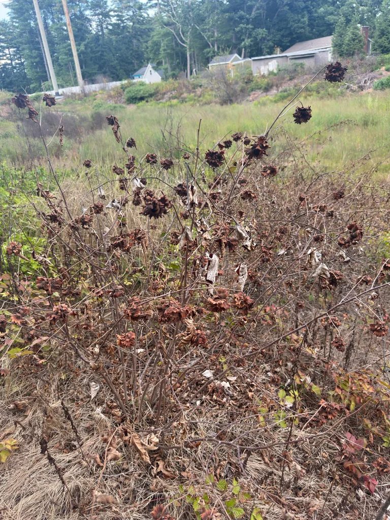 Corylus Americana