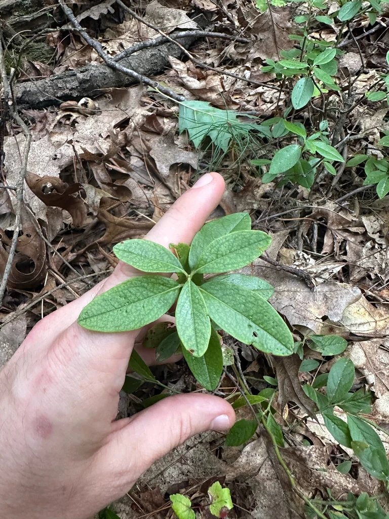 Kalmia Angustifolia