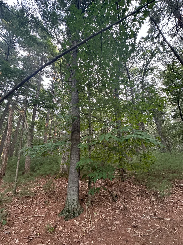 Castanea Dentata