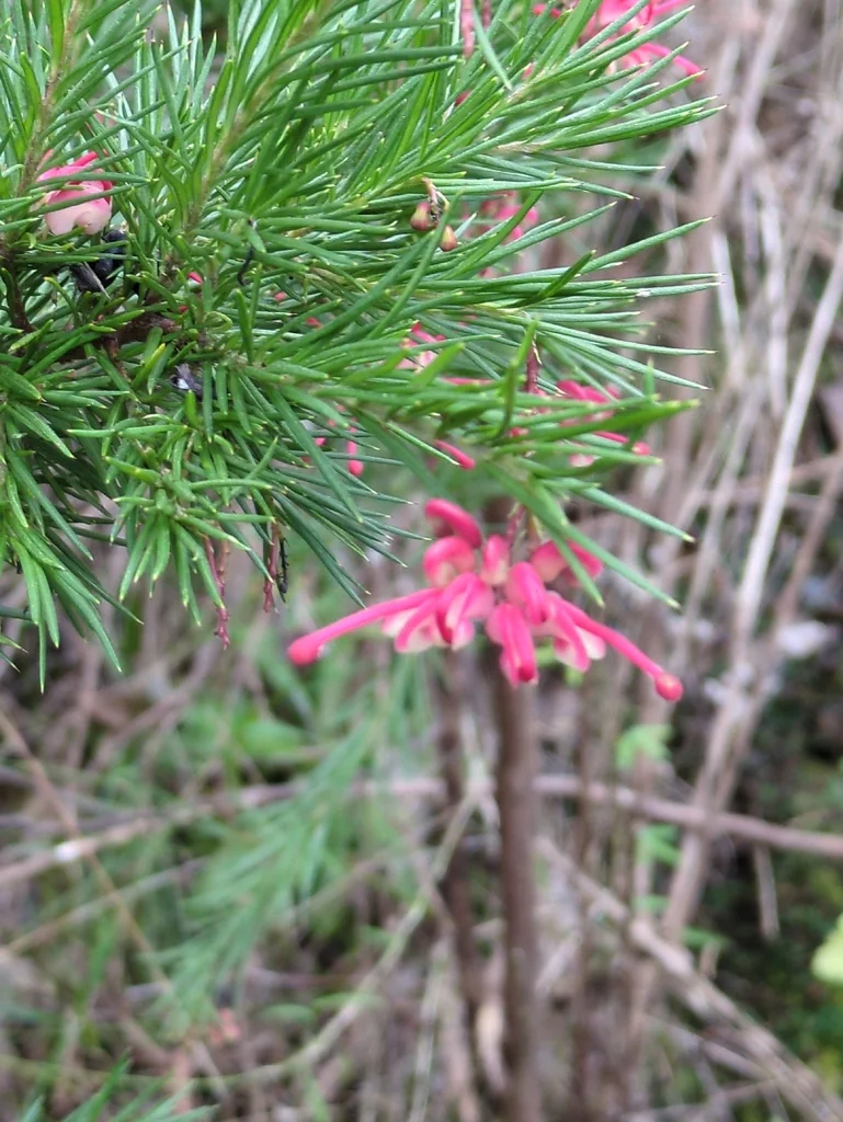 Grevillea Rosmarinifolia