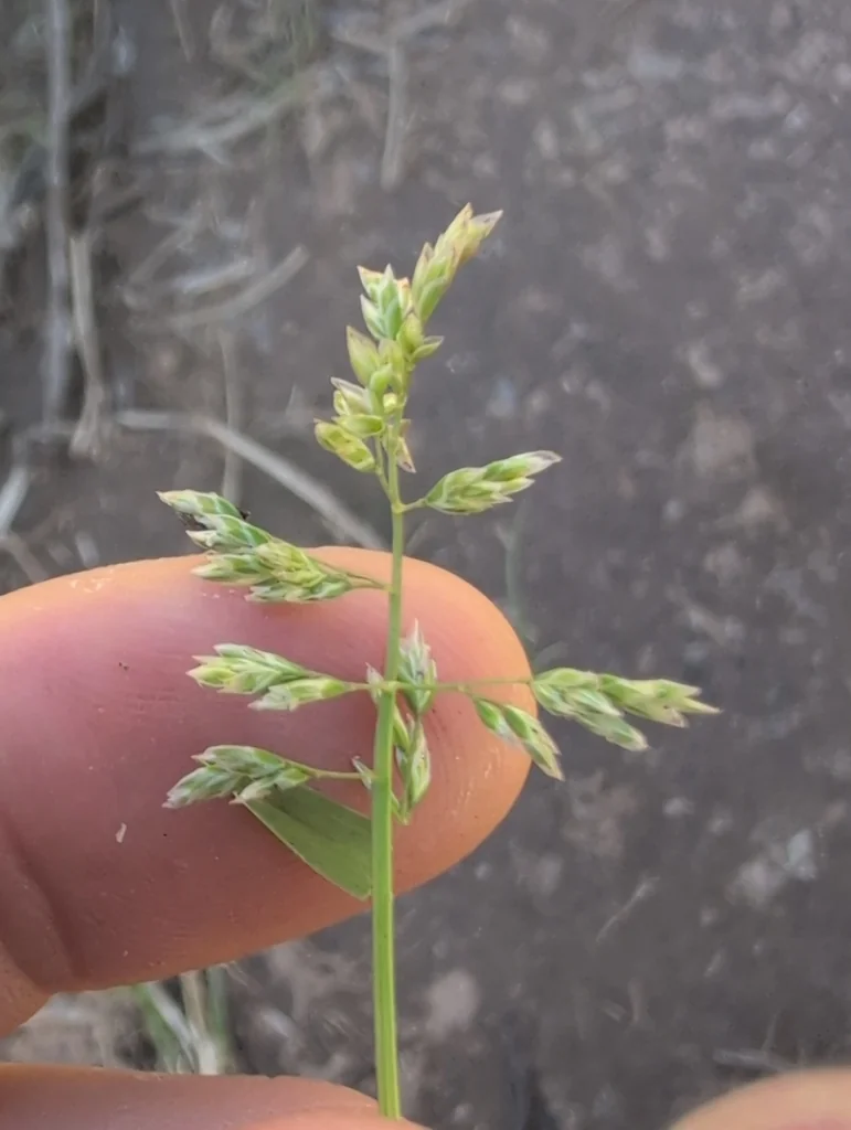 Poa Annua