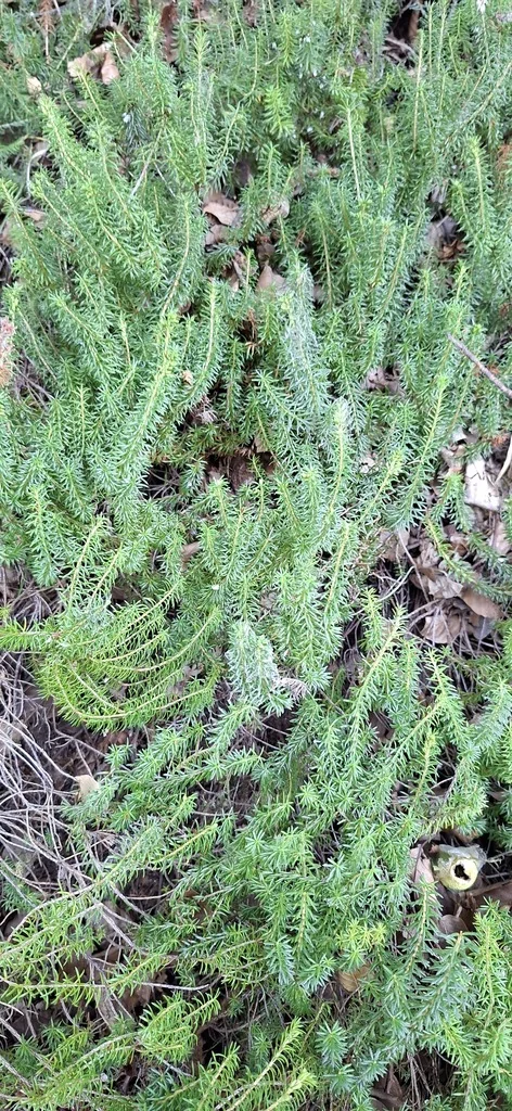Erica Carnea